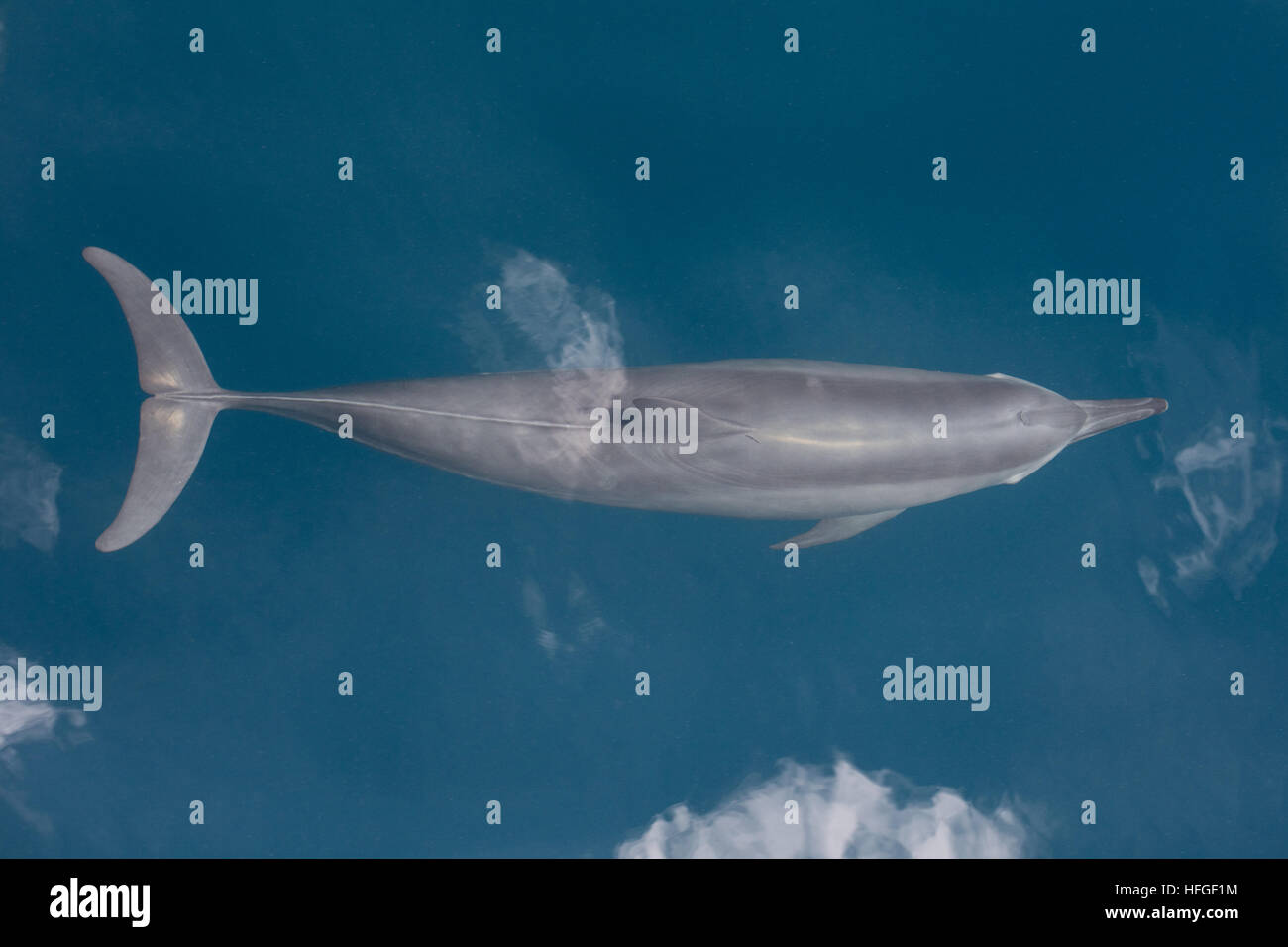 Ein Spinner-Delfin (Stenella Longirostris) Kreuzfahrten im tropischen Pazifik. Diese Wale sind bekannt für ihre Akrobatik. Stockfoto