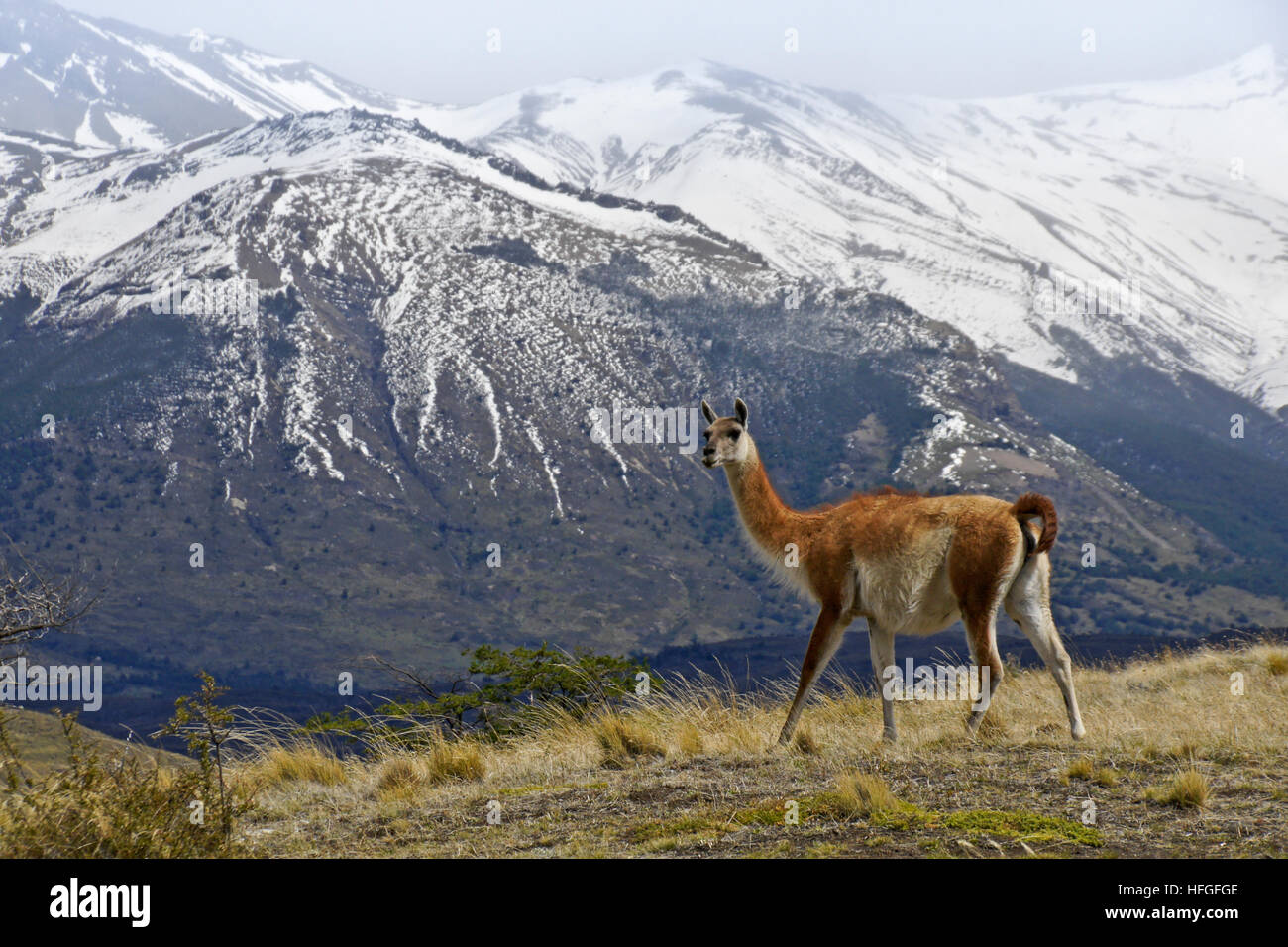 Guanako im Torres del Paine NP, Patagonien, Chile Stockfoto