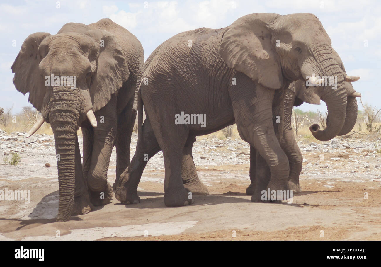 Elefanten in Afrika Stockfoto