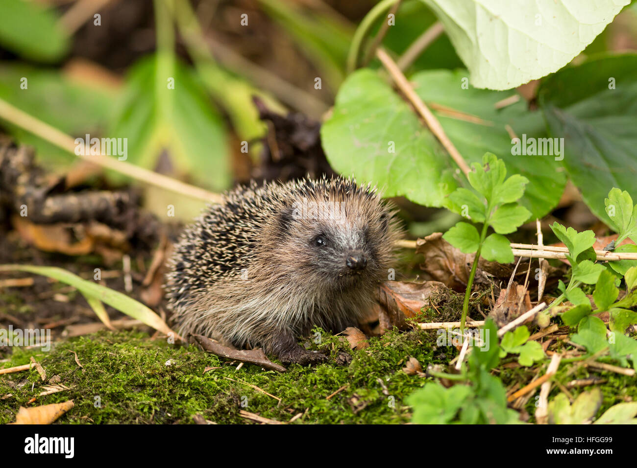 Junges moos Fotos und Bildmaterial in hoher Auflösung Alamy