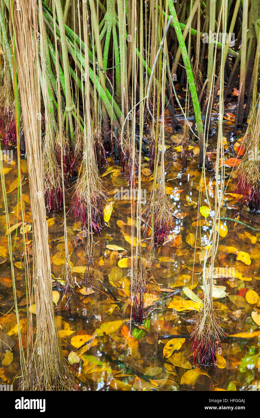 Wilden tropischen Wald, Wurzeln der Mangrovenbäume wachsen in Wasser, natürliche vertikale Foto Stockfoto