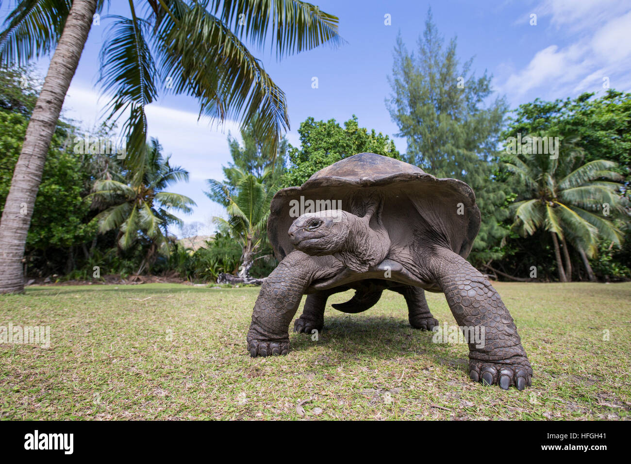 Aldabra Riesenschildkröte auf tropischen Insel auf den Seychellen Stockfoto