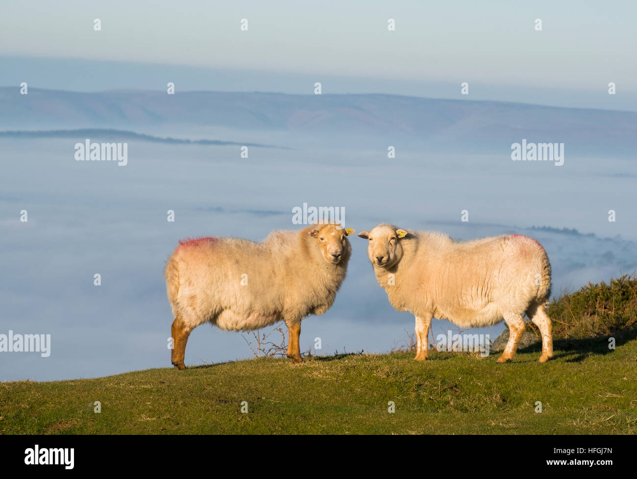 Zwei Schafe bei strahlendem Sonnenschein auf Titterstone Clee Hügel über dem Nebelmeer über South Shropshire Landschaft, England, UK Stockfoto