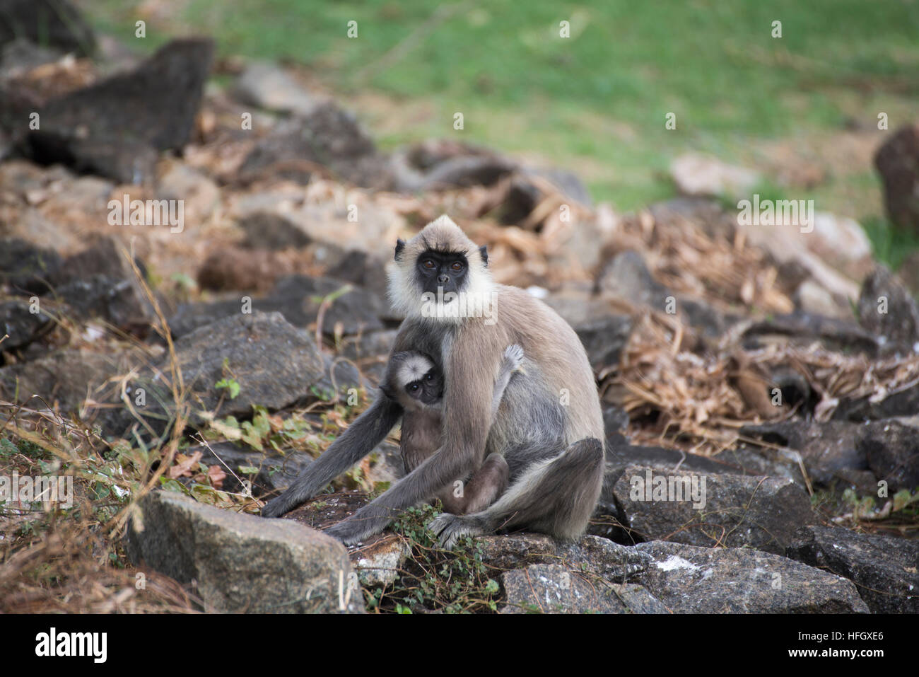 Mutter und Baby Affen Stockfoto