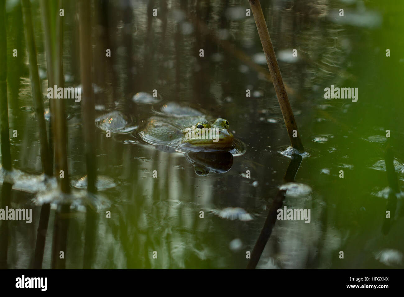 Grüner Frosch im Teich, Rana Esculenta, essbare Frosch sitzt im Wasser