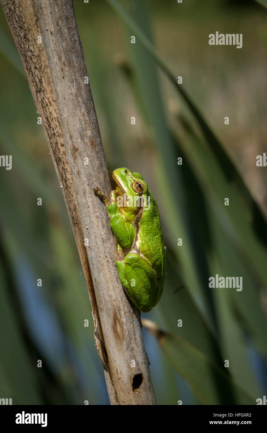Europäische Grüne Laubfrosch (Hyla Arborea) Stockfoto