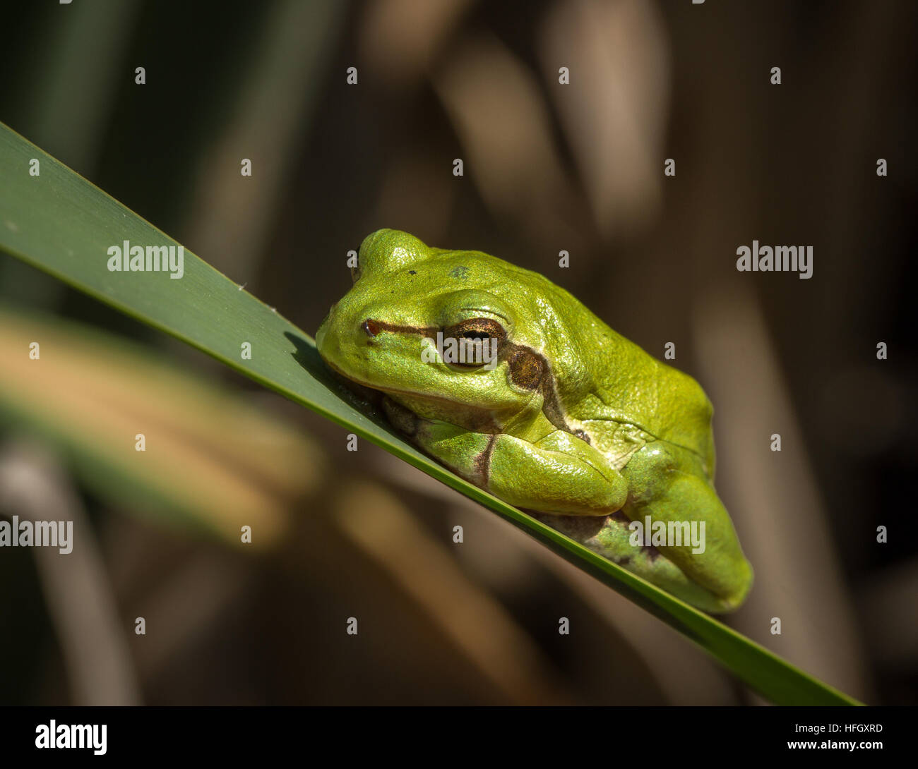 Europäische Grüne Laubfrosch (Hyla Arborea) Stockfoto