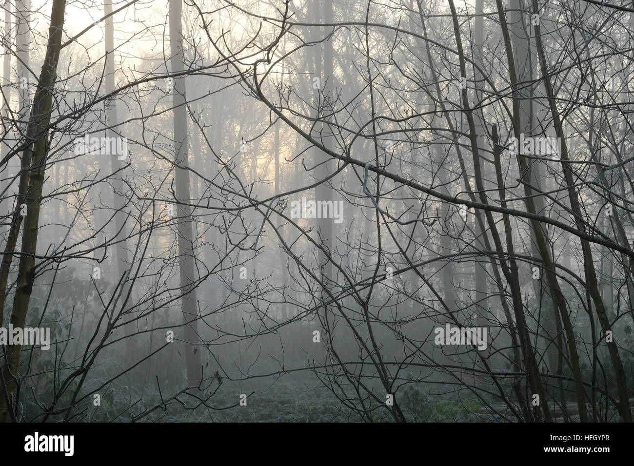 Winternebel im Wald Stockfoto