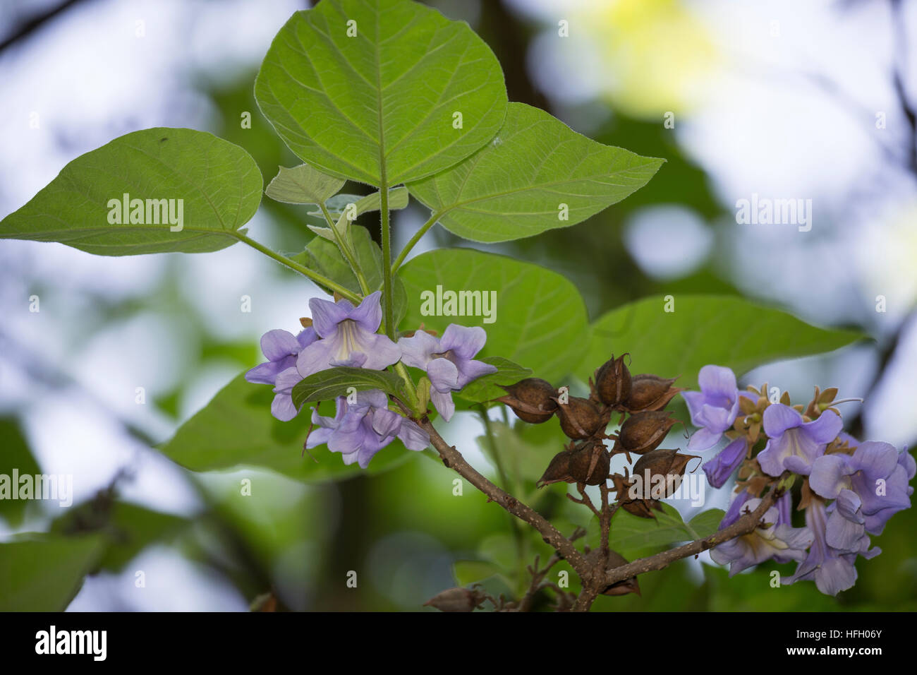 Chinesischer Blauglockenbaum, Kaiserbaum, Kaiser-Paulownie, Blauglockenbaum, Kiribaum, Paulownia Tomentosa, Paulownia Imperialis, Princesstree, foxglo Stockfoto