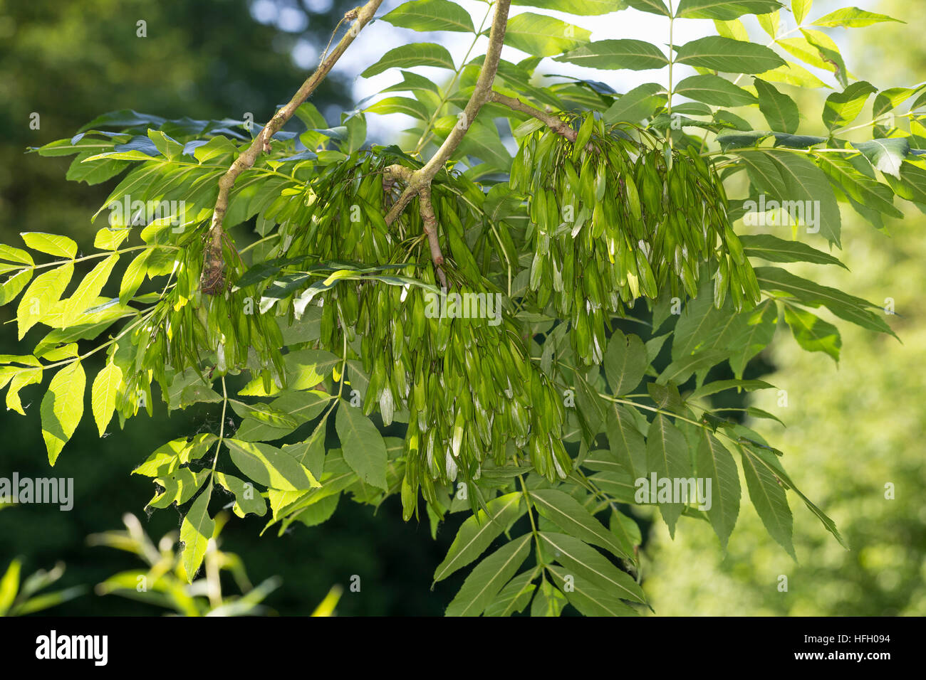 Gemeine Esche, Gewöhnliche Esche, Blätter, Blatt Und Unreife, Grüne Frucht, Früchte, Fraxinus Excelsior, gemeine Esche, europäischer Esche Stockfoto