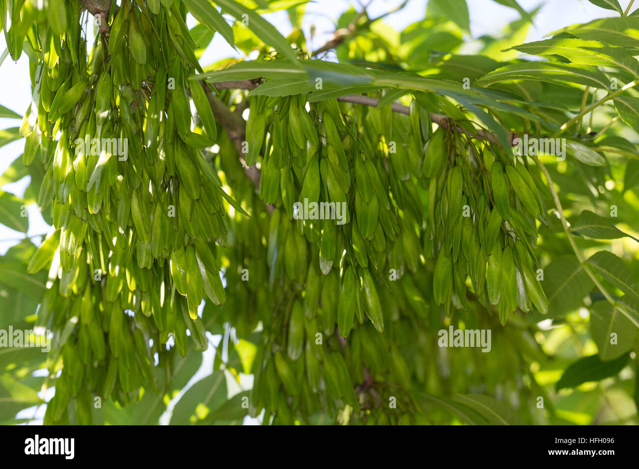 Gemeine eschen Fotos und Bildmaterial in hoher Auflösung Alamy
