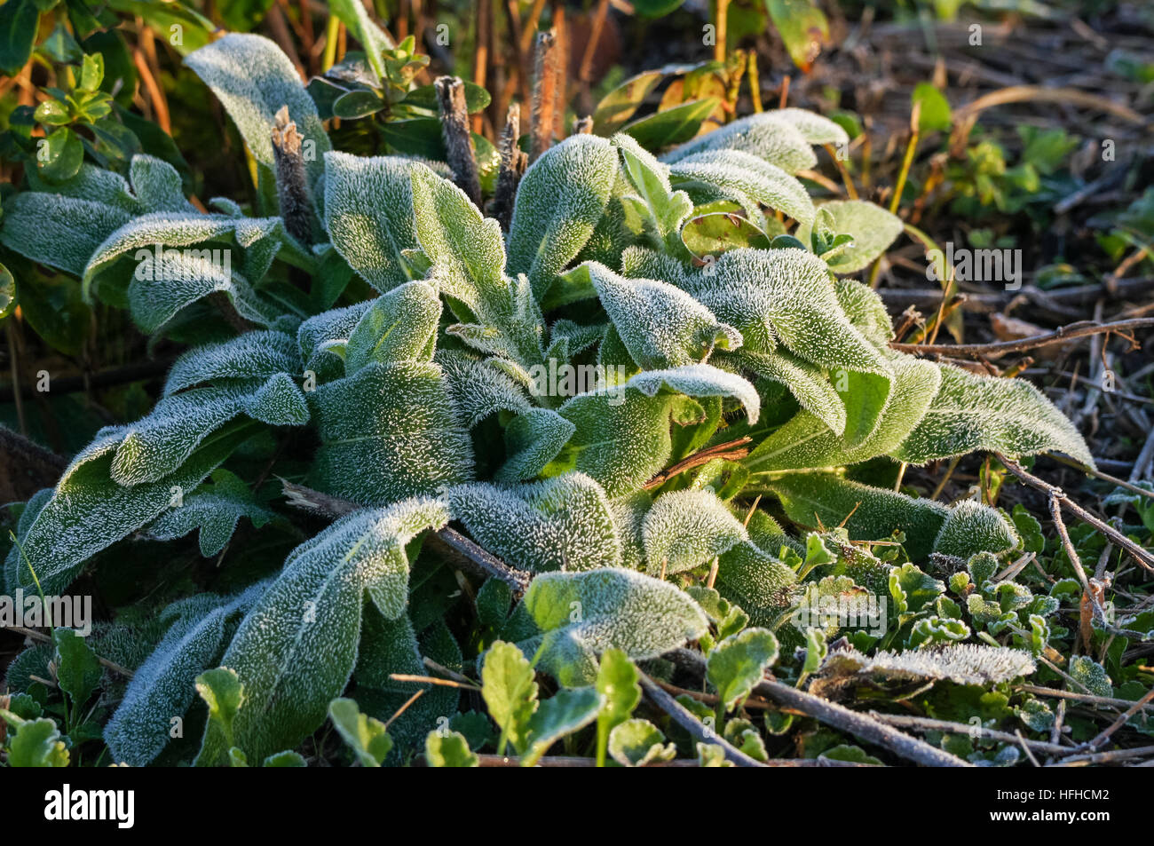 Eis auf Pflanzen in der kalten Morgen Stockfoto