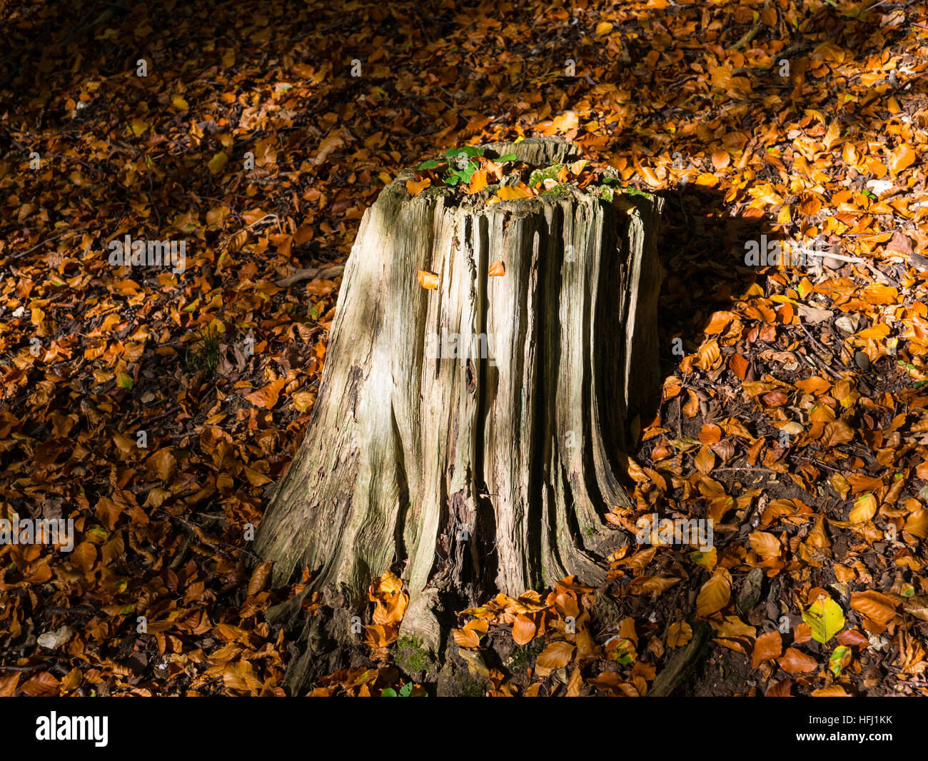 Landschaft Hardwick Immobilien, Hardwick, nr Lesen, Oxfordshire, England, UK, GB. Stockfoto