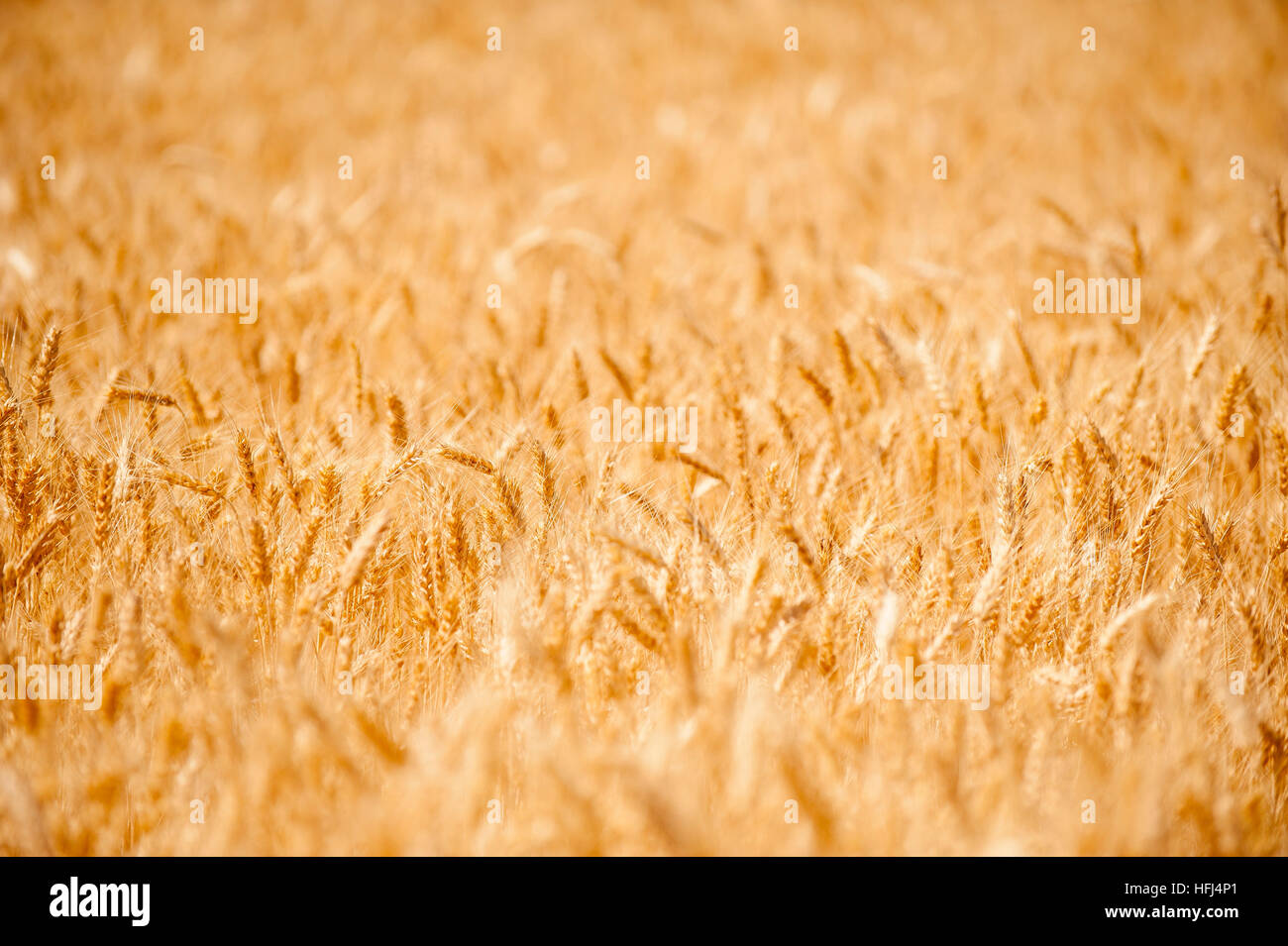 Weizenernte im östlichen Washington State. Goldenen Getreidefeldern werden für den Export und Inlandsverbrauch geerntet. Stockfoto