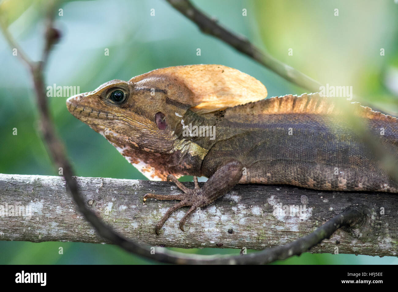 Basilisk Eidechse - grüne Cay Sumpfgebiete, Boynton Beach, Florida, USA Stockfoto