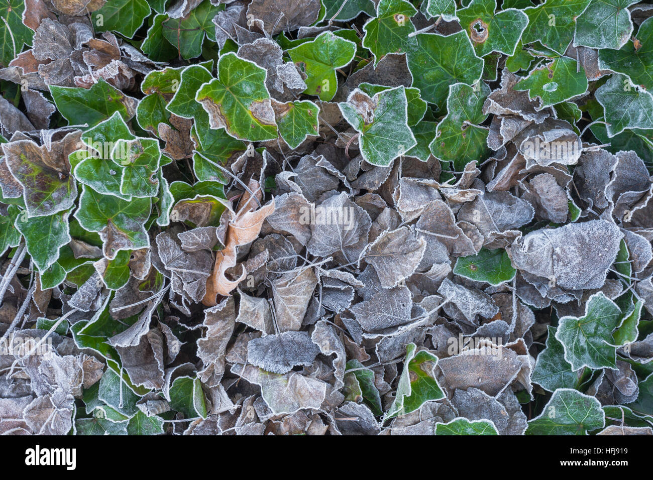 Frostigen Boden mit Toten oder gefallenen Blättern Stockfoto