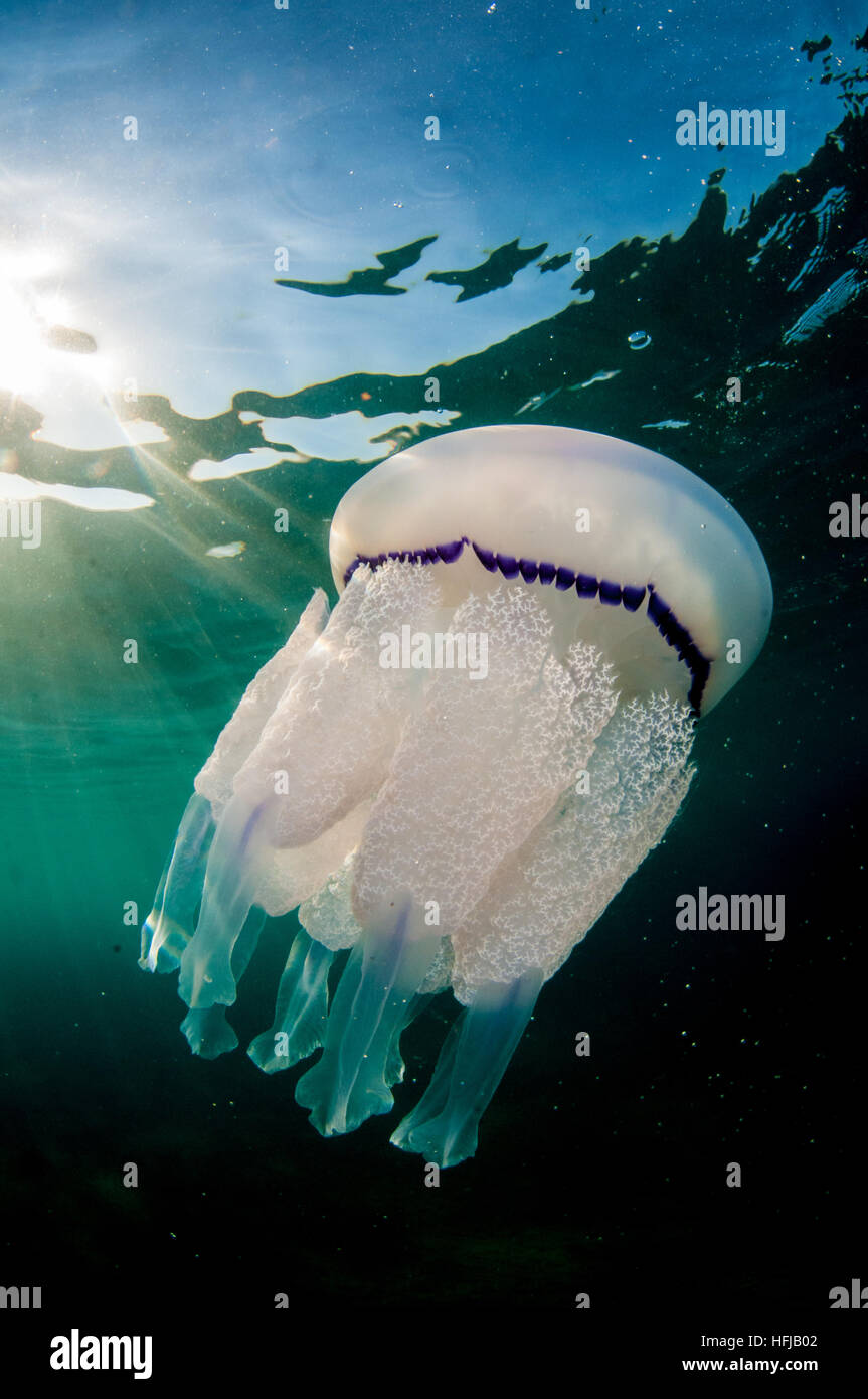 Quallen, Rhizostoma Pulmo, im Mittelmeer, Comarruga, Costa Daurada, Spanien Stockfoto