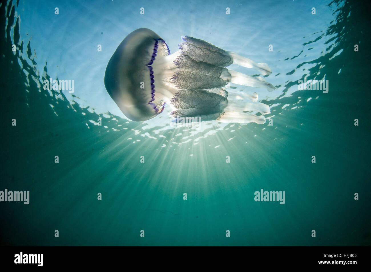Quallen, Rhizostoma Pulmo, im Mittelmeer, Comarruga, Costa Daurada, Spanien Stockfoto