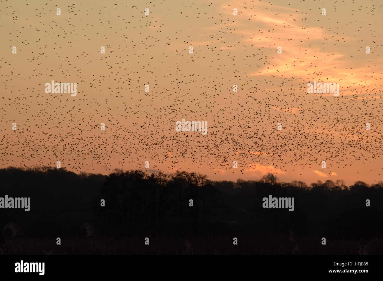 Murmuration der Stare an RSPB Schinken Wand auf den Avalon Sümpfen, Somerset Levels am Boxing Day 2016 Stockfoto