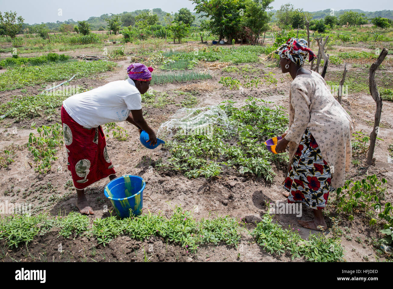 Kiniero, Guinea, 30. April 2015: Gärtnerei in der Nähe des Flusses. Fanta Condé, 45 Jahre alt, Bewässerung ihres Gartens. Stockfoto