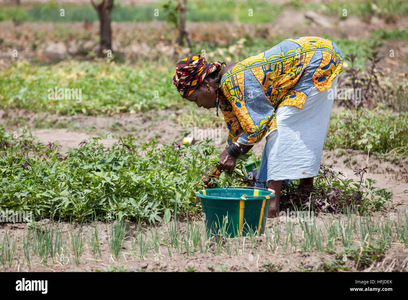 Kiniero, Guinea, 30. April 2015:. Gärtnerei in der Nähe des Flusses. Kommissionierung Kartoffel verlässt. Stockfoto