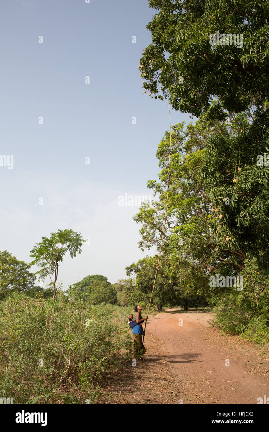 Baro Dorf, Guinea, 1. Mai 2015: Frauen ernten Mangos aus dem Dorf Bäume auf dem Markt zu verkaufen. Stockfoto