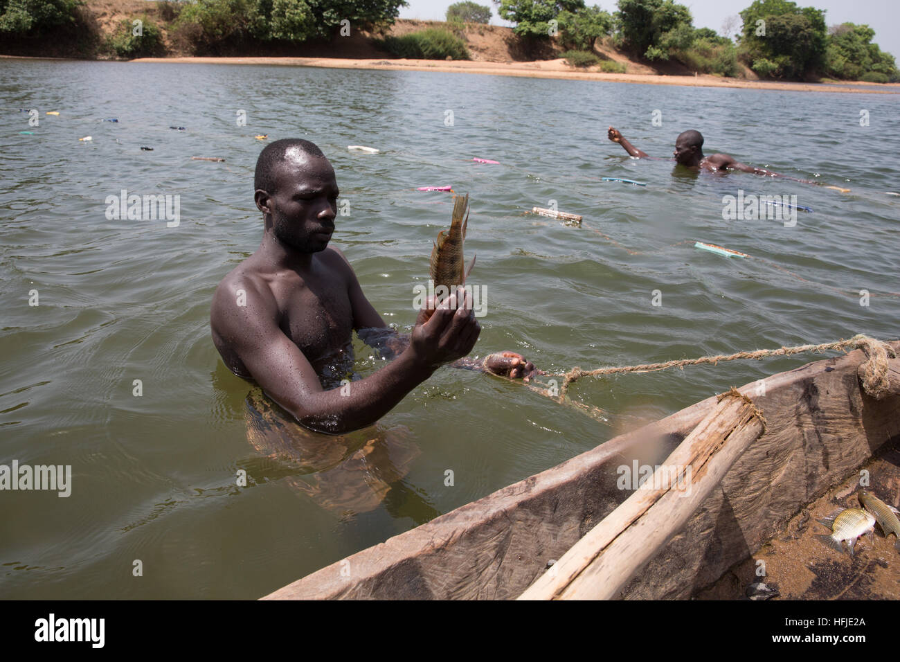 Baro Dorf, Guinea, 1. Mai 2015: Fischer Fische in ihrem Netz fangen. Diese Zeit ist in der Regel gut zum Angeln, da der Fluss zu niedrig ist. Stockfoto