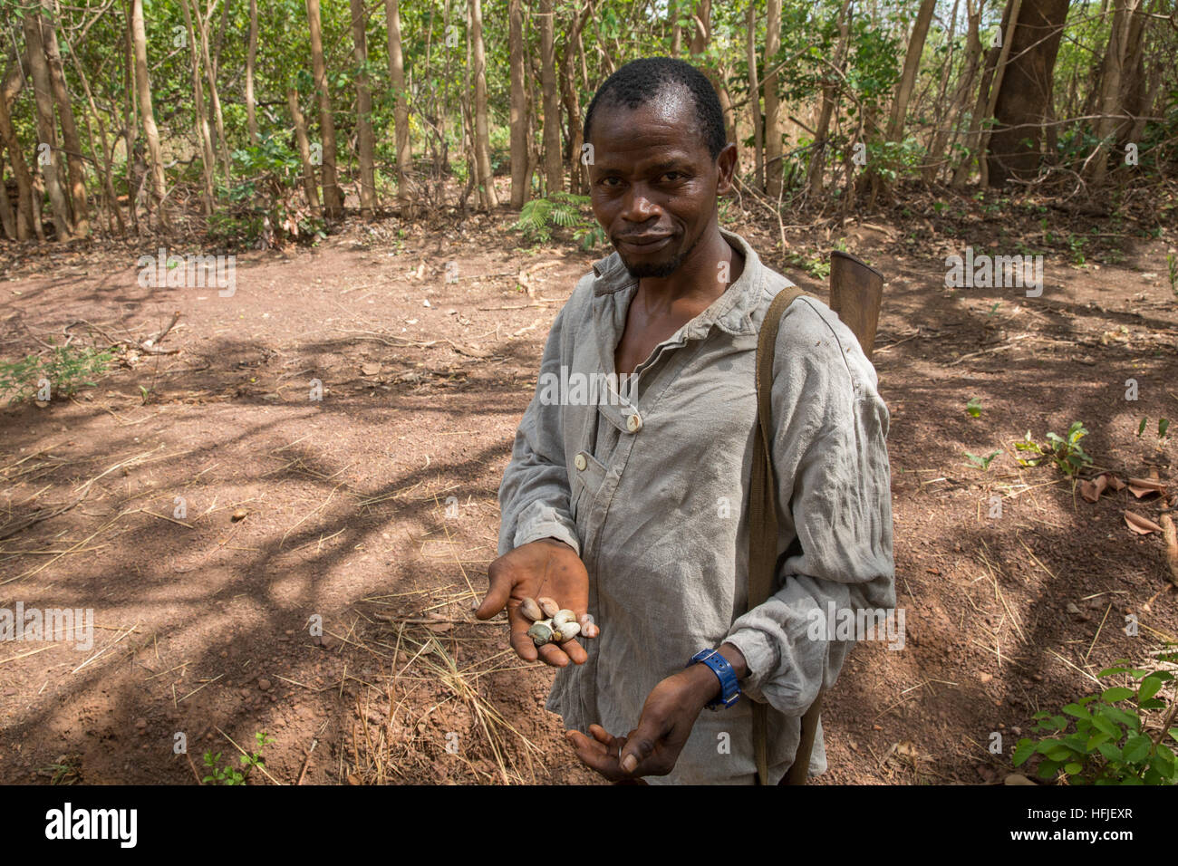 Gbderedou Baranama, Guinea, 2. Mai 2015; Cashew Landwirt Sidiki Traore, 40, diese Bäume gepflanzt, vor 22 Jahren, und es ist ein gutes Geschäft. Sein Hof ist 7 Hektar groß und er wächst auch Mangos. Stockfoto