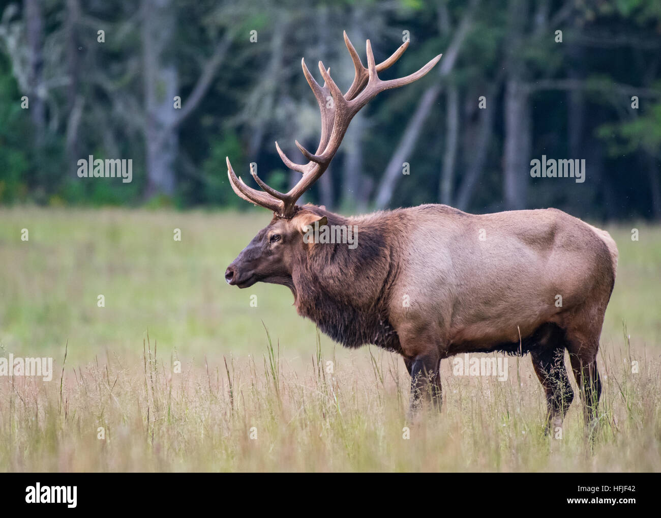 Bull Elk Profil Medium im Spätsommer Wald Stockfoto