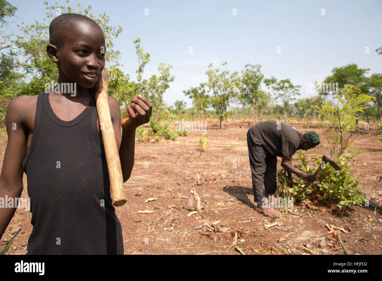 Koumban Dorf, Guinea, 2. Mai 2015; Francely Traoré, der Sohn von Lancinè hilft seinem Vater klar ihre Feld für Einpflanzen bereit. Stockfoto