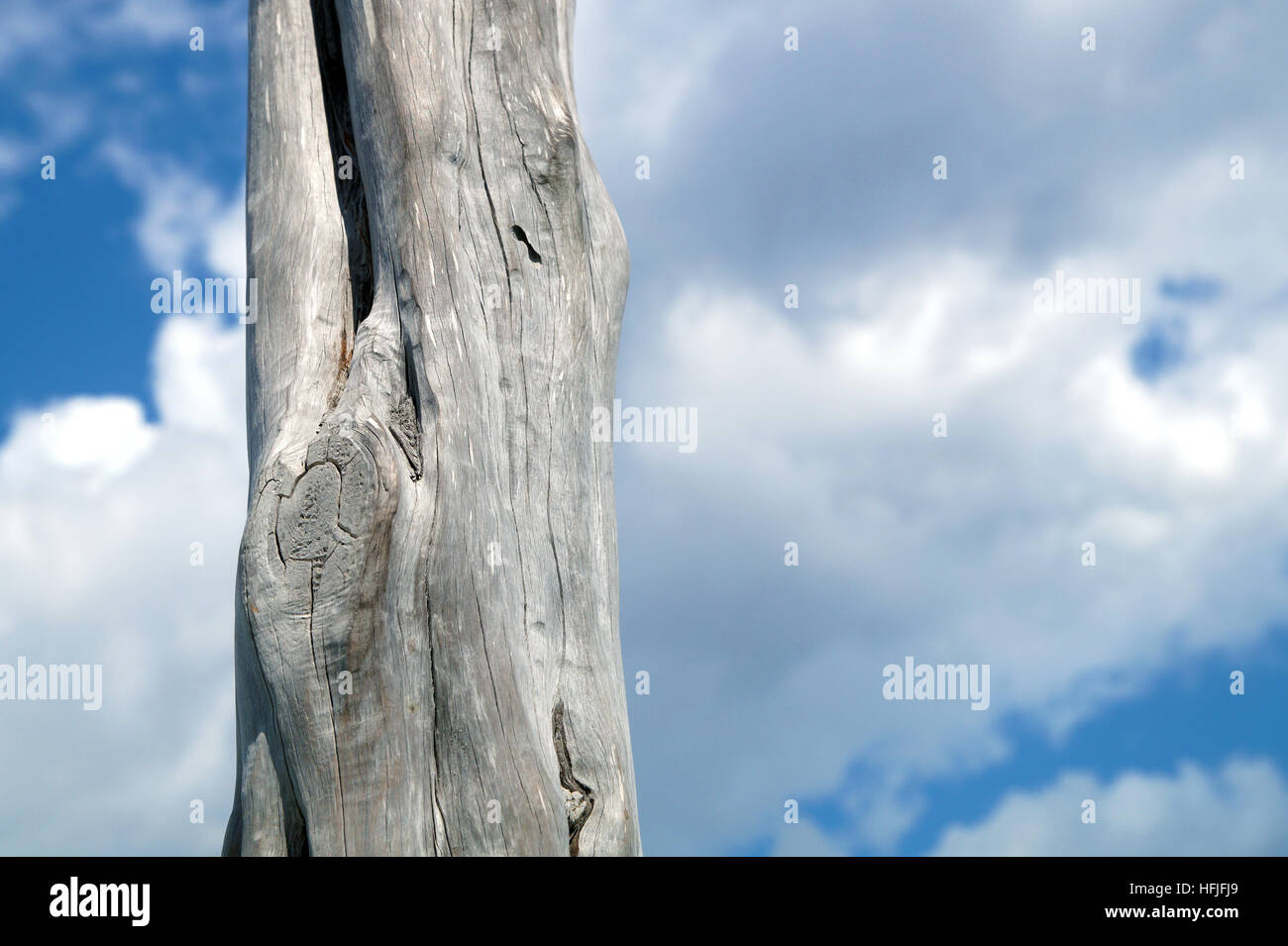 Dünne Baumstämme gegen den Himmel mit Wolken Stockfoto