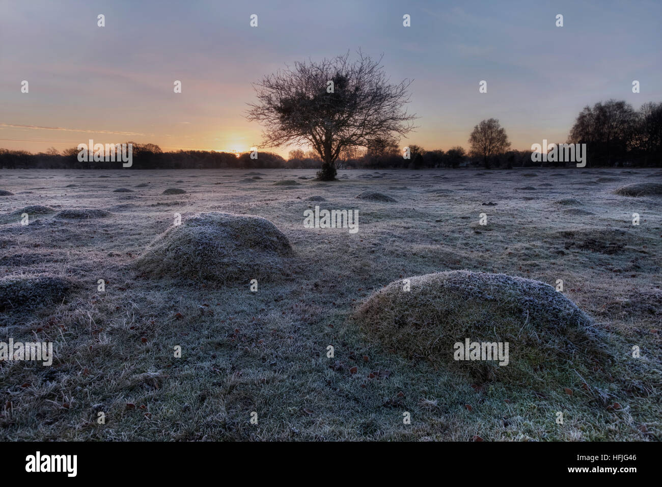 Balmer Rasen im Sonnenaufgang, Brockenhurst, New Forest, Hampshire, England, UK Stockfoto