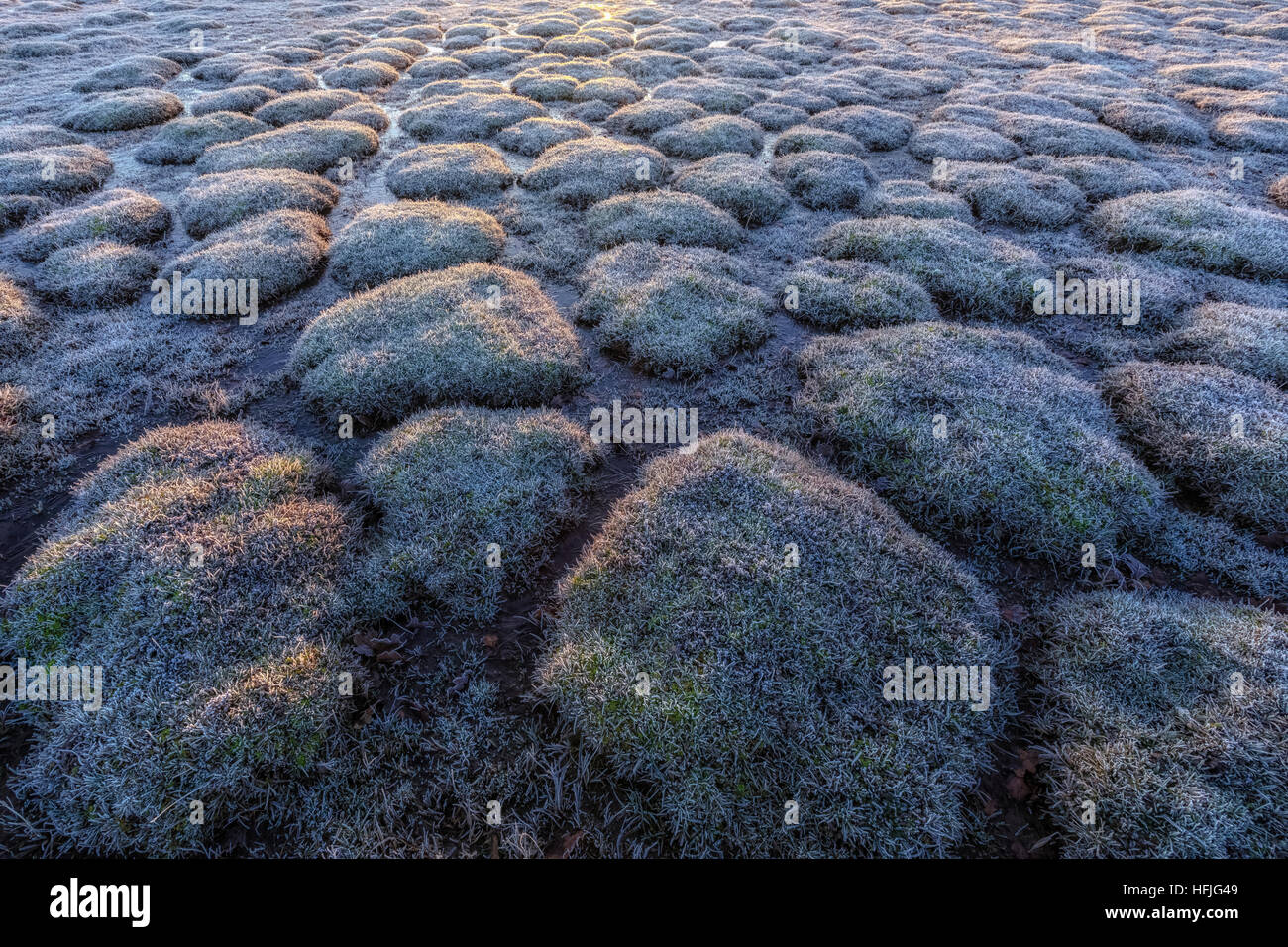 Balmer Rasen im Sonnenaufgang, Brockenhurst, New Forest, Hampshire, England, UK Stockfoto