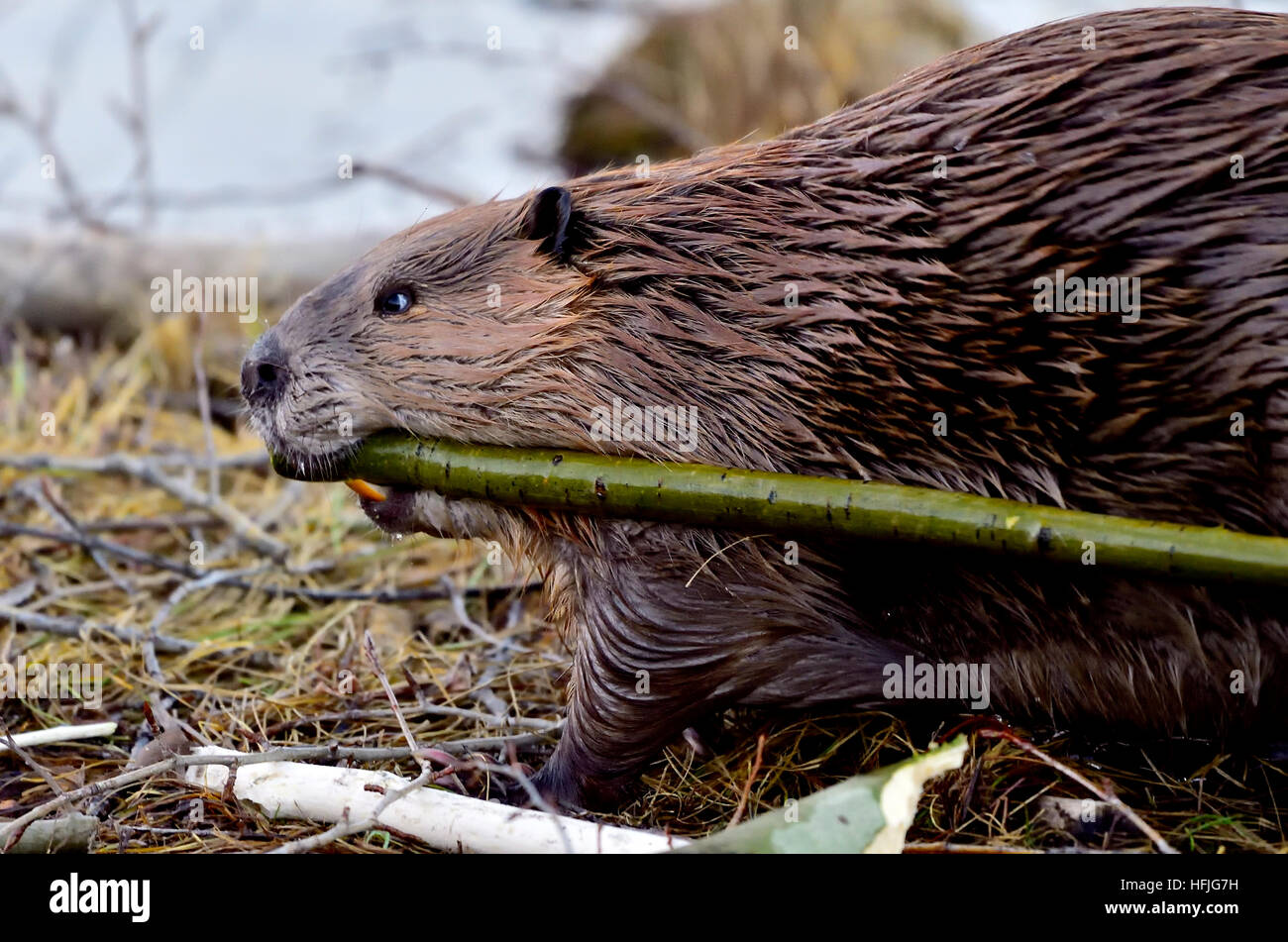 Ein wilder Biber Castor Canadensis; ziehen einen Ast Stockfoto