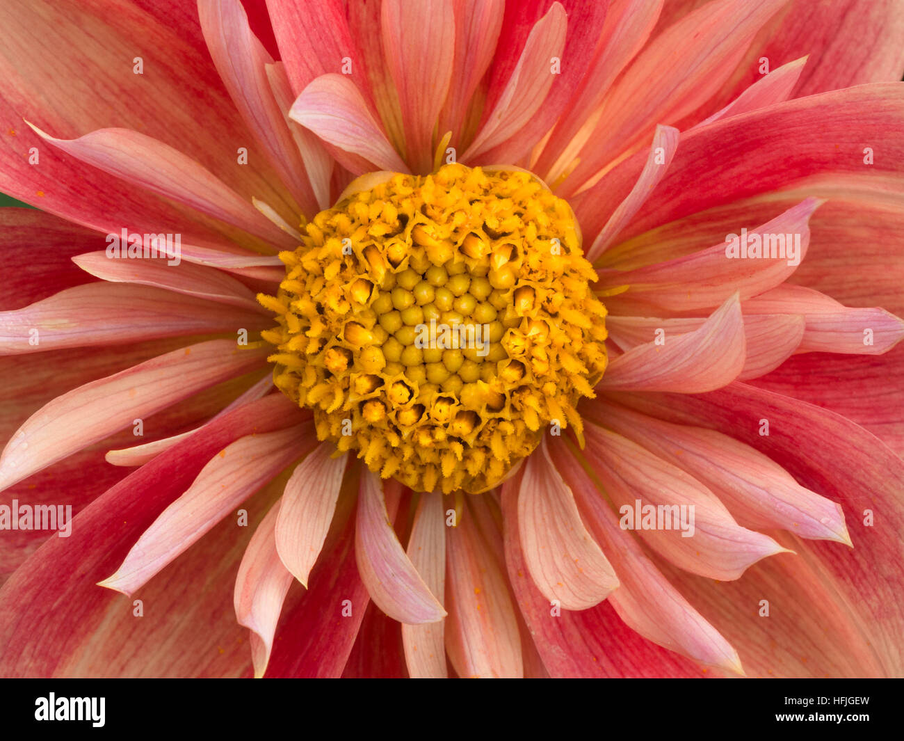 Eine rosa und gelbe Dahlie Collarette Blume, Closeup, UK. Stockfoto