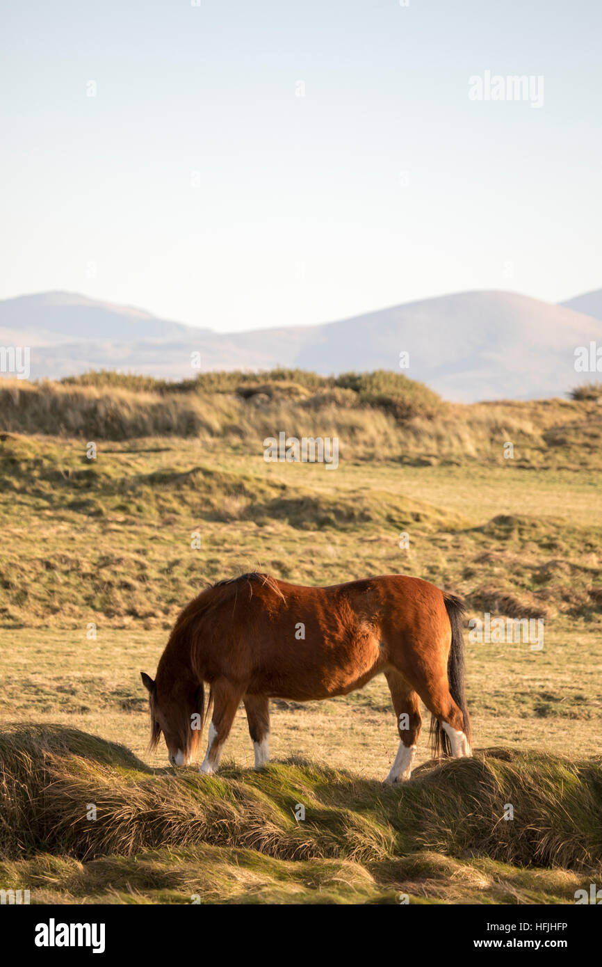 Pony auf llanddwyn Island vor der Küste von Anglesey in Amlwch, Wales, Großbritannien während des angenehm warmen Winter in der Gegend, Wales, Großbritannien Stockfoto