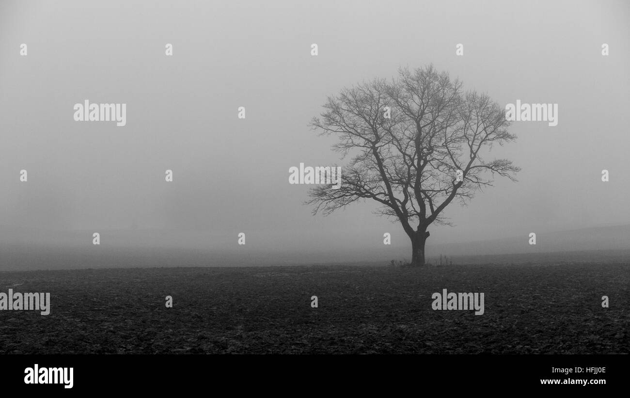 Einsame Eiche. Stockfoto