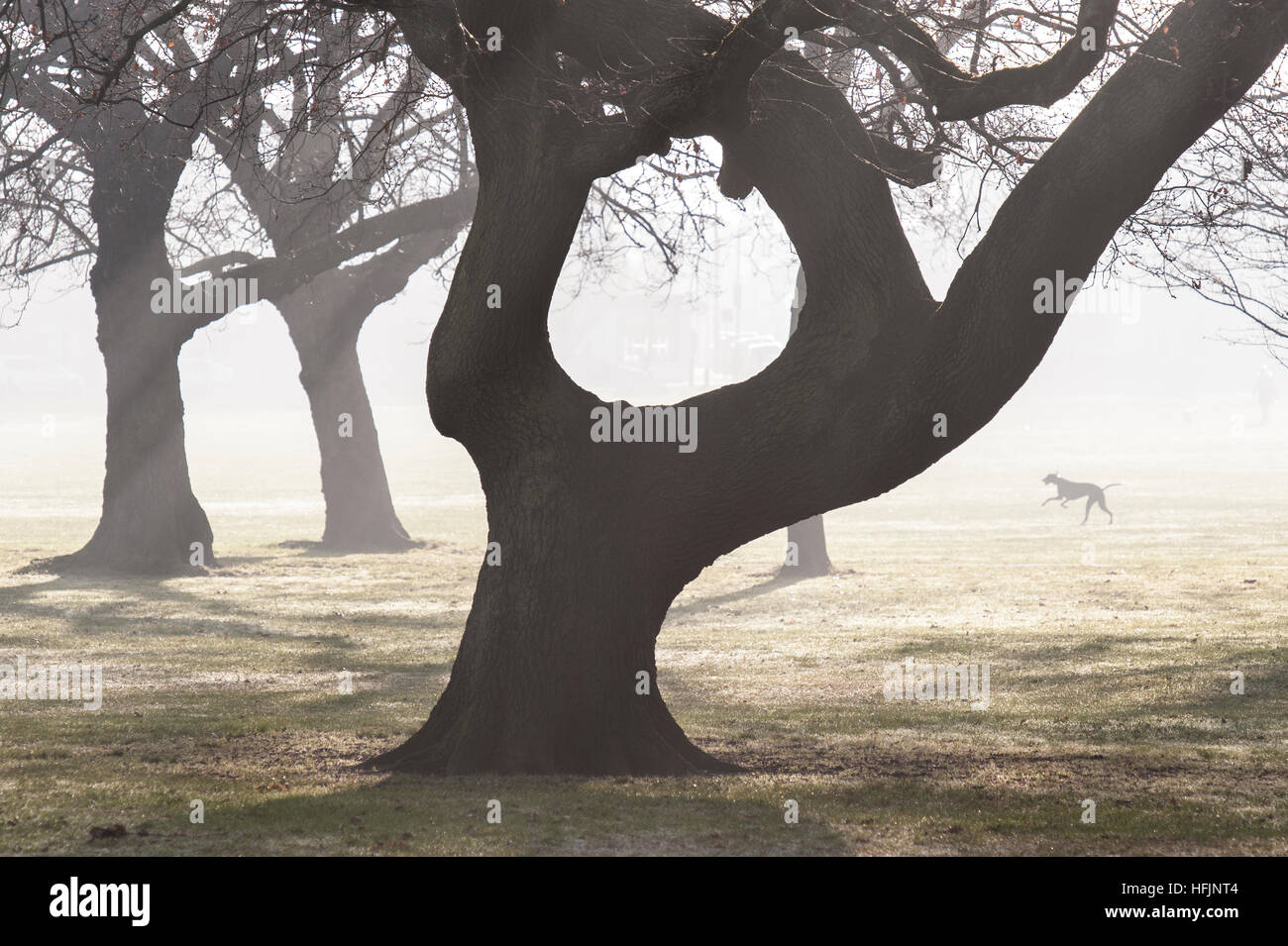 Eine alte Eiche an einem nebligen Tag mit Zeichen des Lebens in der Ferne Stockfoto