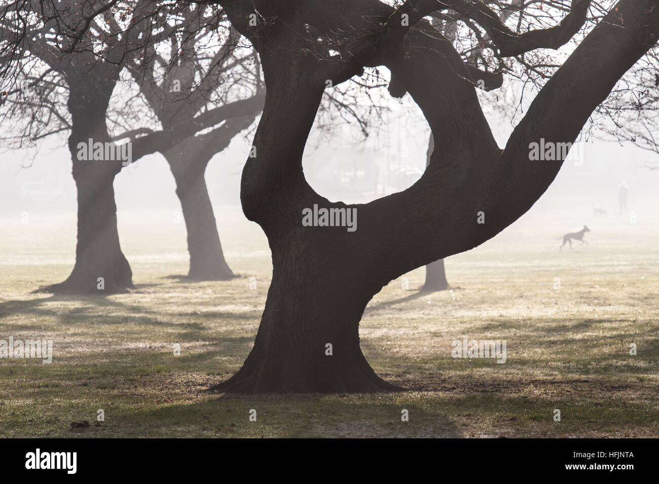Eine alte Eiche an einem nebligen Tag mit Zeichen des Lebens in der Ferne Stockfoto