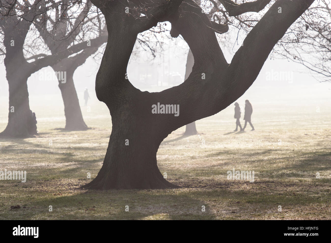 Eine alte Eiche an einem nebligen Tag mit Zeichen des Lebens in der Ferne Stockfoto