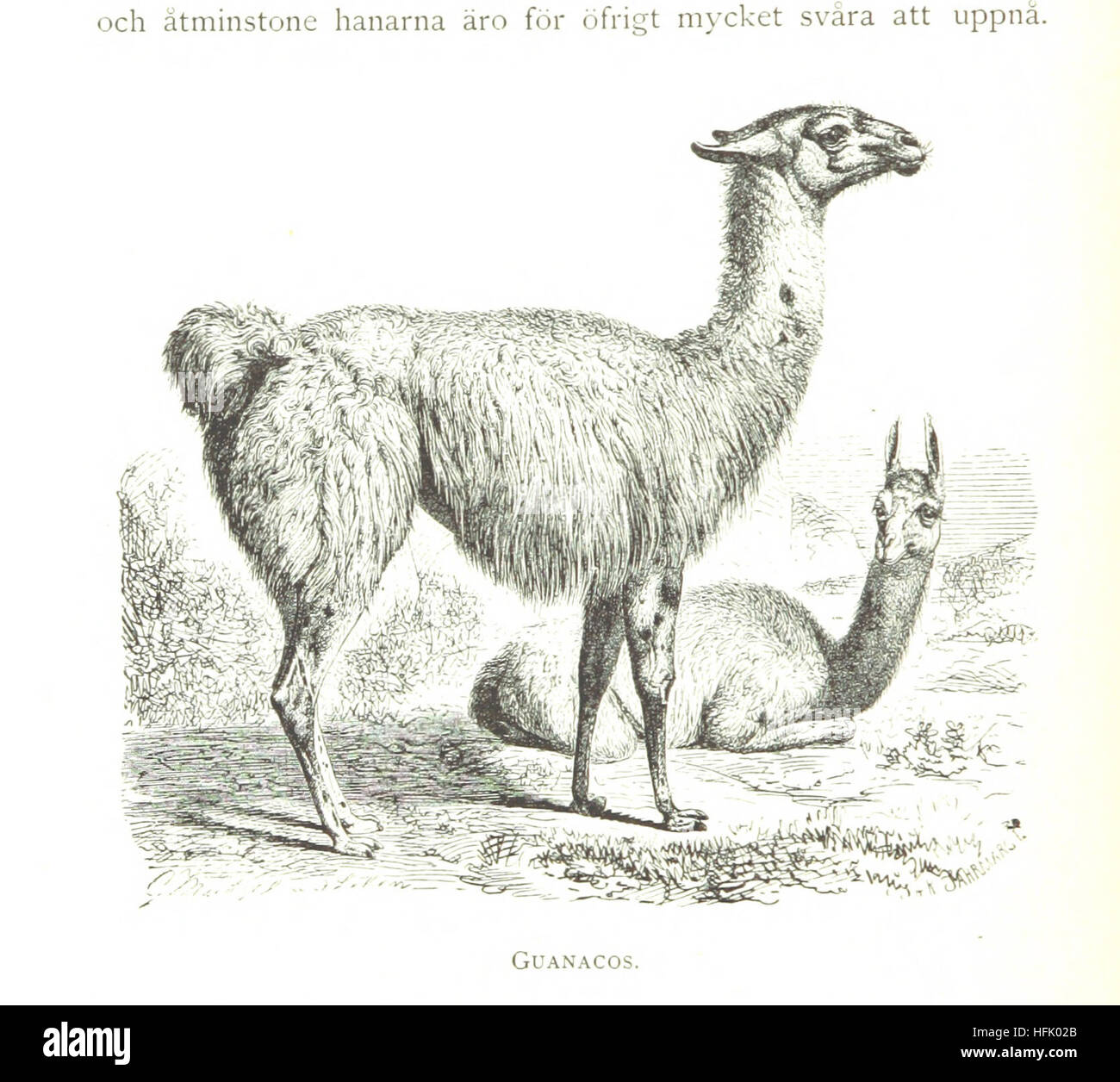 Illustration von Seite 236 von „Fra n Eldslandet“, die die schwedische Expedition zu den Magellanen in den Jahren 1895–97 dokumentiert. Das Bild zeigt die wissenschaftlichen und explorativen Aspekte der Reise und zeigt Karten und Details über die Magellan-Region. Stockfoto