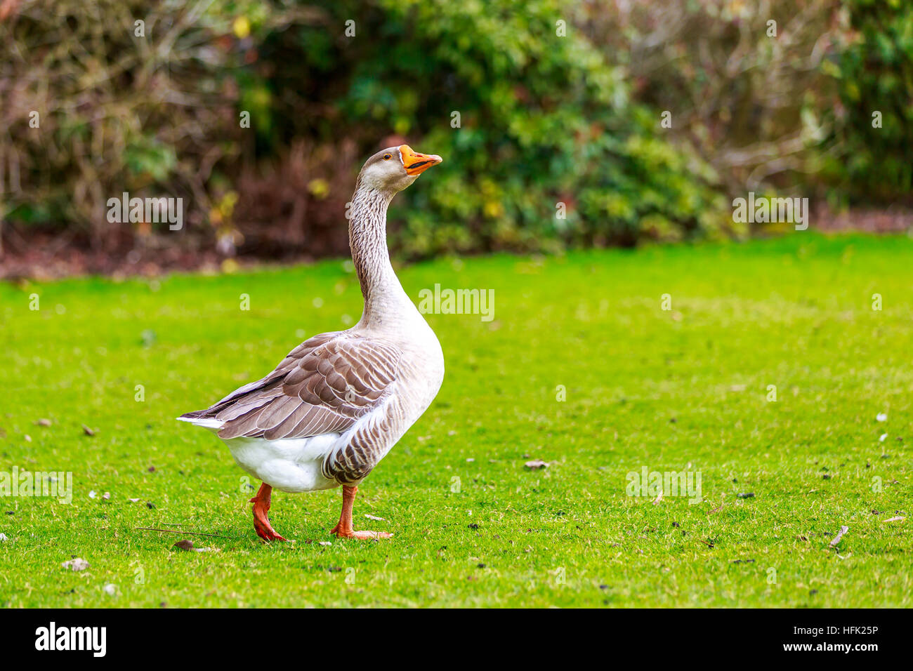 Emden Gans Spaziergang über die Wiese, mit Kopf hoch gehalten. Stockfoto