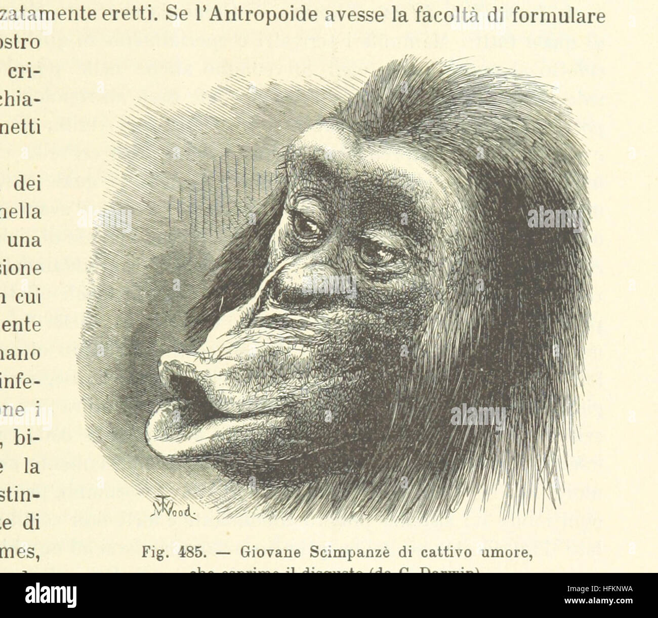 Bild von Seite 983 ' Antropologia Generale. Lezioni Su l ' Uomo Secondo la Teoria dell'evoluzione... Raccolte e Pubblicate... da G. Raverdino e G. B. Vigo "Bild entnommen Seite 983 ' Antropologia Generale Lezioni Su Stockfoto