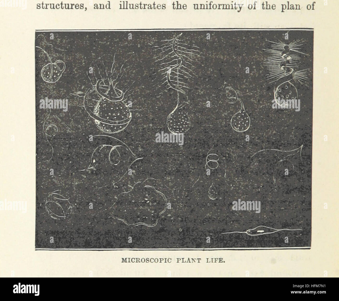 Bild entnommen Seite 316 "Halbe Stunde Library of Travel, Natur und Wissenschaft für junge Leser" Bild entnommen Seite 316 von ' The halbe Stunde Library Stockfoto