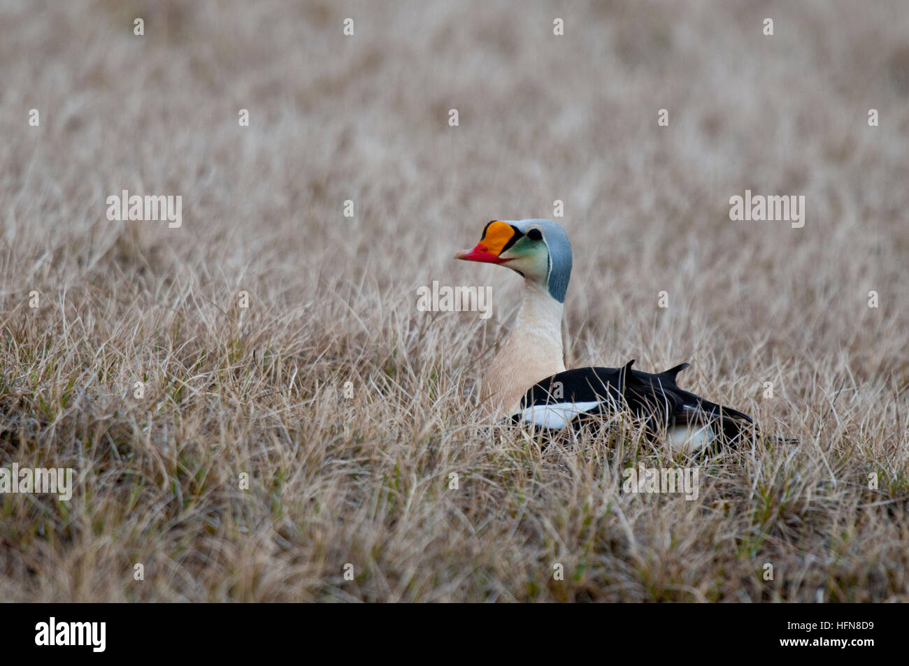 Drake König Eiderenten (Somateria Spectabilis Spectabilis) auf Tundra in der Nähe von Barrow, Alaska Stockfoto