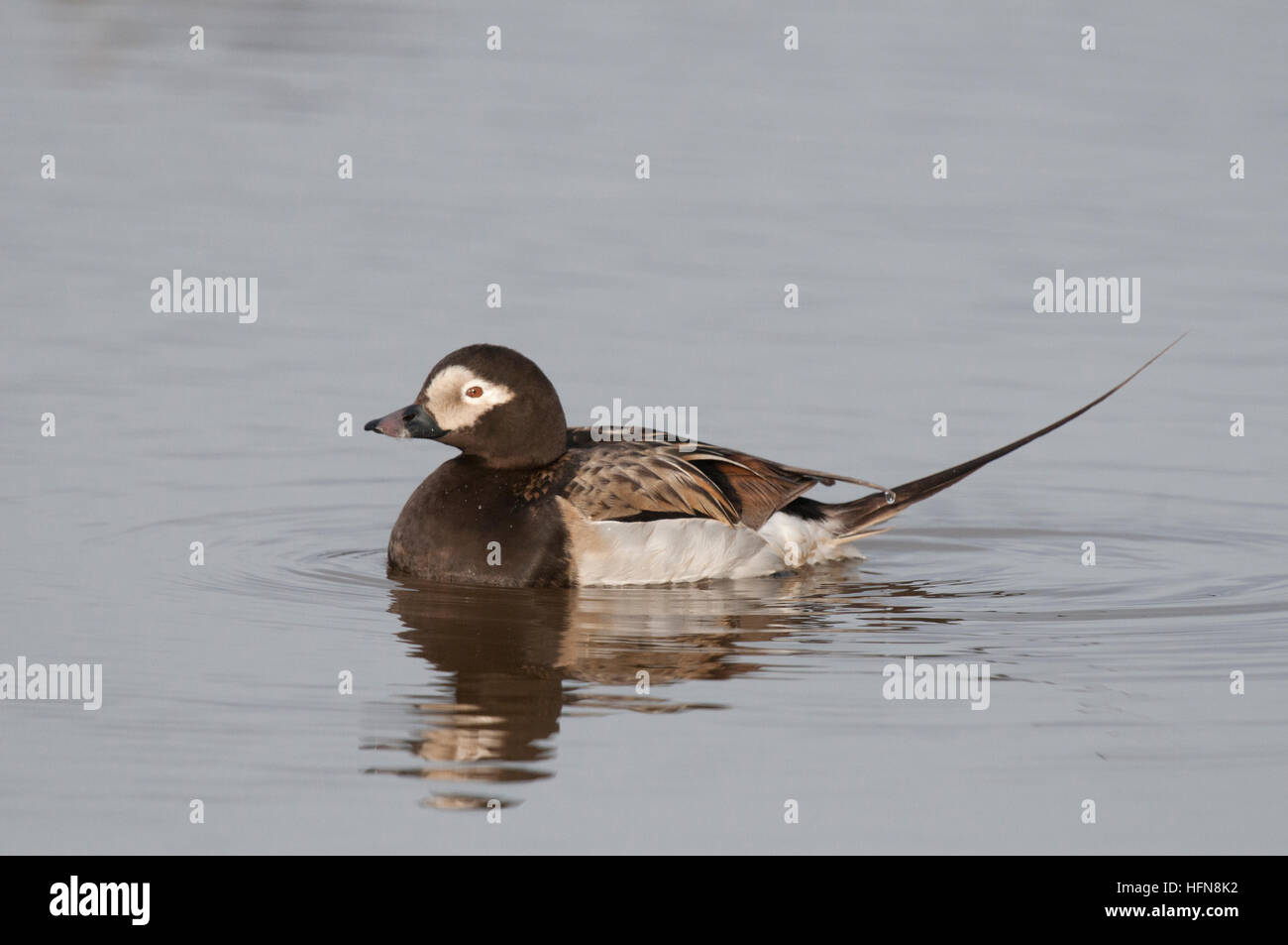 Männliche Eisente (Clangula Hyemalis) auf Tundra Teich in der Nähe von Barrow, Alaska Stockfoto