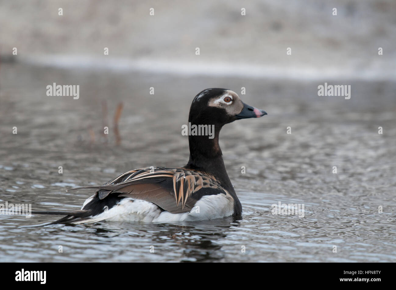 Männliche Eisente (Clangula Hyemalis) auf Tundra Teich in der Nähe von Barrow, Alaska Stockfoto