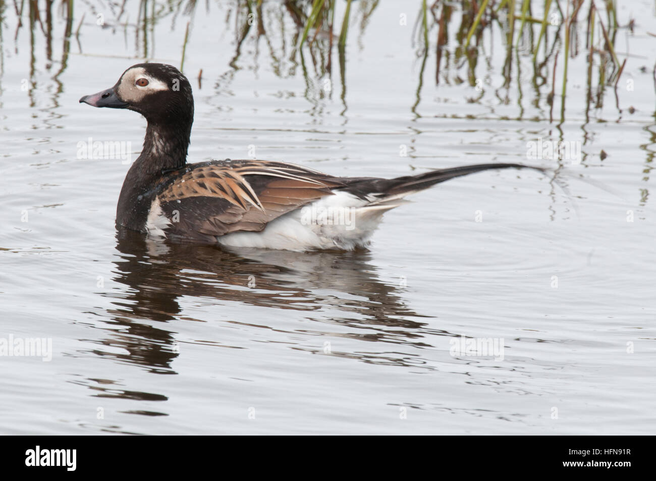 Männliche Eisente (Clangula Hyemalis) auf Tundra Teich in der Nähe von Barrow, Alaska Stockfoto