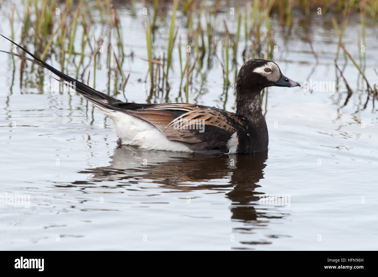 Männliche Eisente (Clangula Hyemalis) auf Tundra Teich in der Nähe von Barrow, Alaska Stockfoto