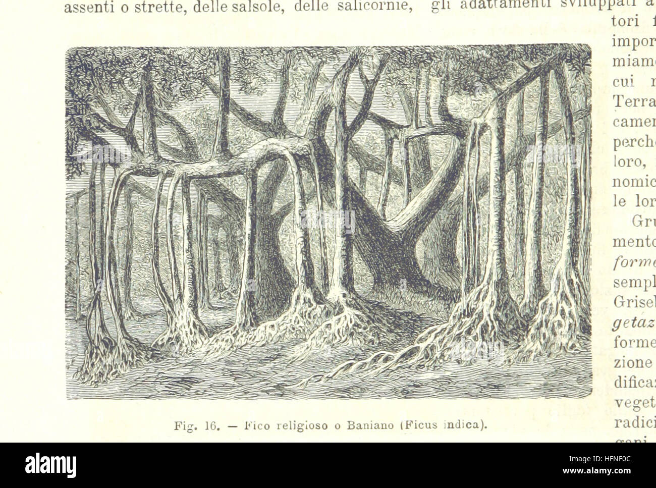 Bild von Seite 52 von "La Terra, Trattato Popolare di Geografia Universale pro G. Marinelli Ed Altri Scienziati Italiani, etc. [mit Abbildungen und Karten.]" Bild von Seite 52 von "La Terra, Trattato Popolare Stockfoto